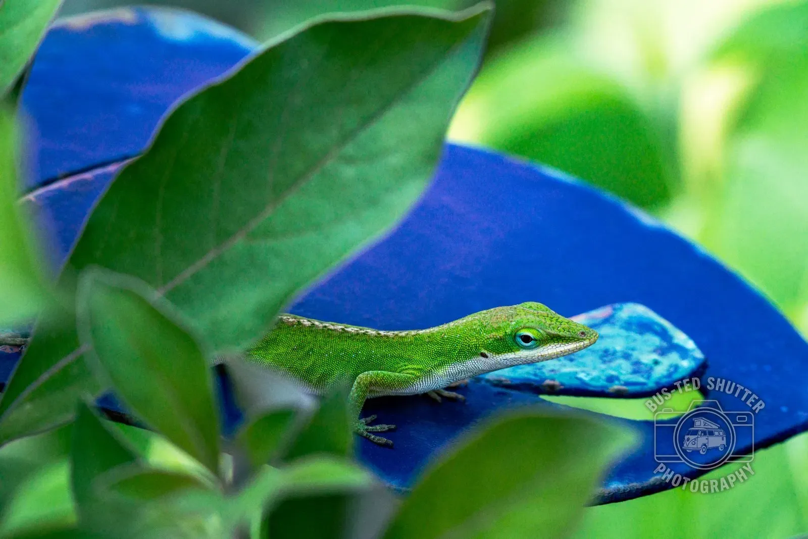 Green Anole — Backyard wild