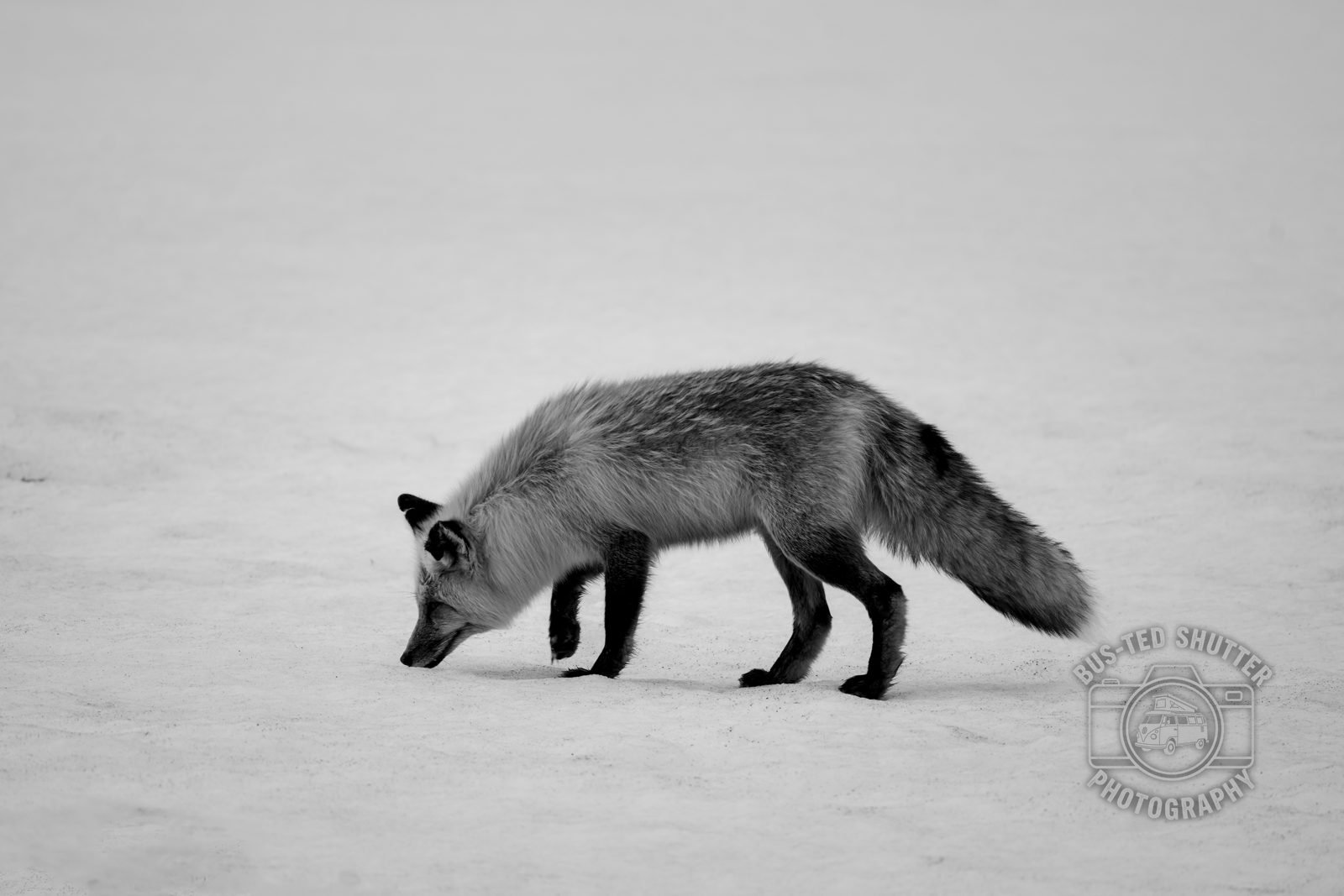 Red fox crossing fresh snow
