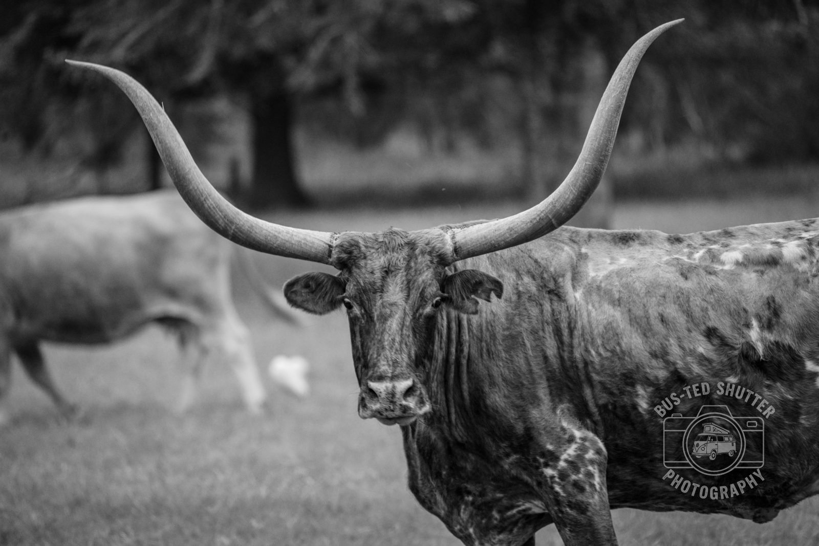 Texas longhorn steer in black and white