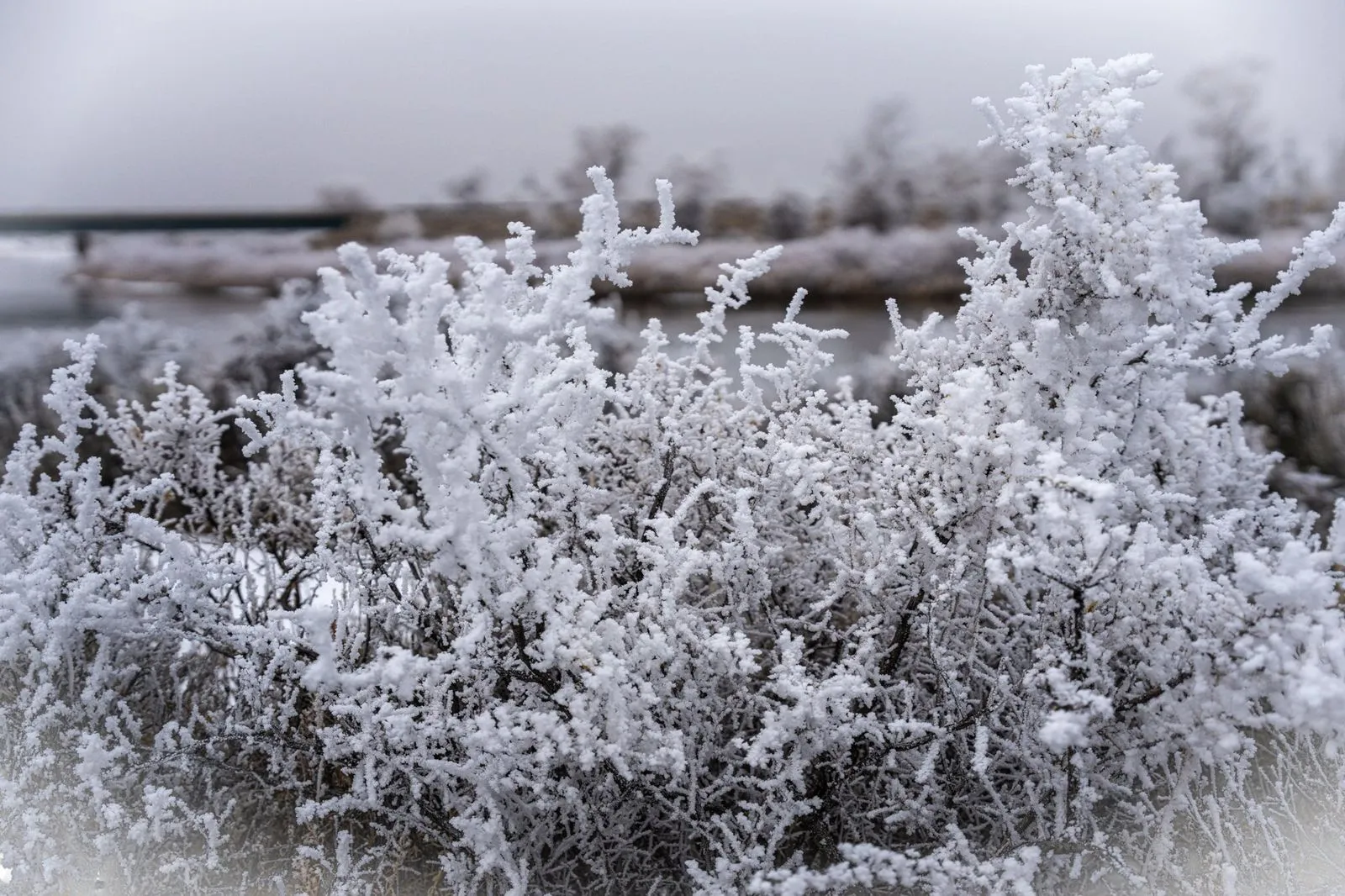 Frost Detail — Sagebrush macro