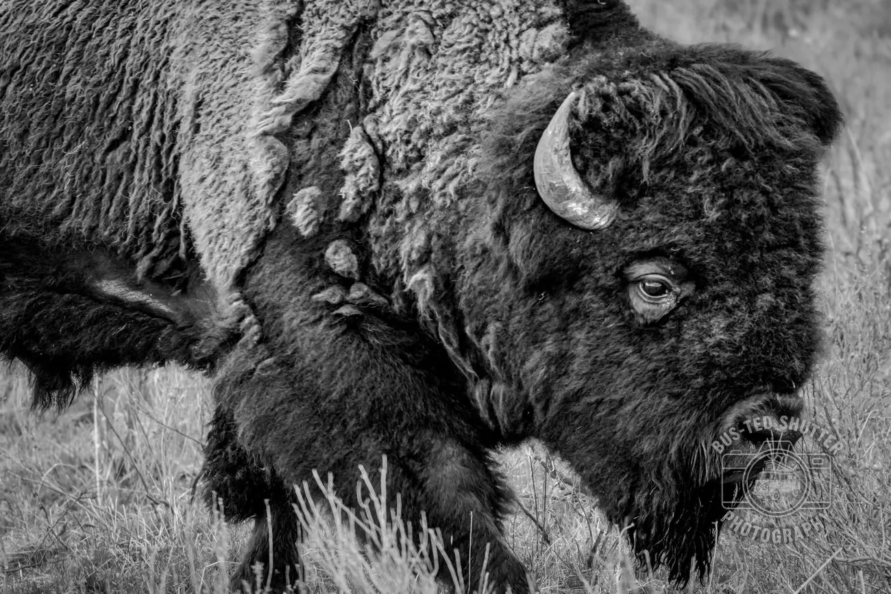 Old Man of the Plains — Bison portrait