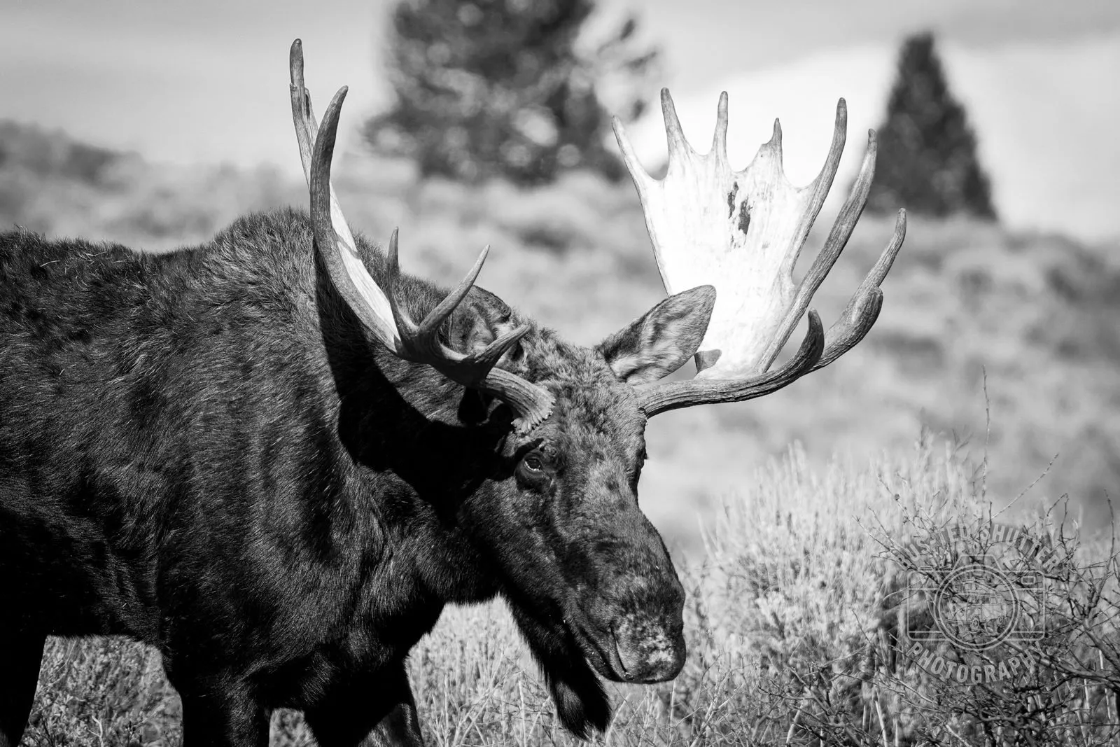 The Bull — Bull moose