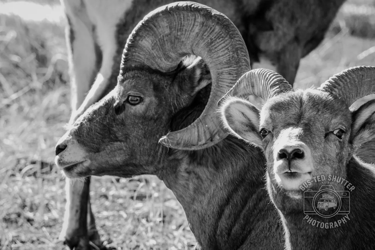 Two Rams — Bighorn sheep